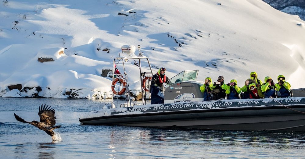 Lofoten-explorer-winter-sea-eagle1