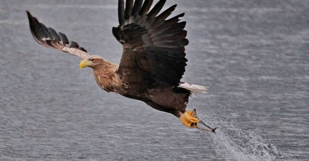 lofoten-explorer-sea-eagle-RIB-safari